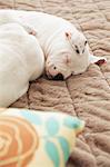 Staffordshire Bull Terrier sleeping on a carpet