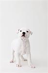 Staffordshire Bull Terrier looking at camera