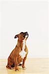 Staffordshire Bull Terrier sitting on the floor