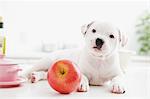 Staffordshire Bull Terrier puppy and apple