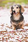 Dachshund sitting and cherry flowers on the ground