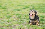 Dachshund sitting on the grass