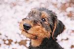 Airedale Terrier and cherry flowers