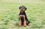 Airedale Terrier sitting on the grass