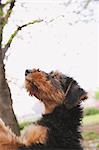 Airedale Terrier looking up