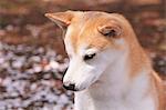 Shiba inu