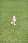 Shiba inu sitting on the grass