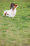 Papillion sitting on the grass