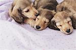 Puppies sleeping on a blanket