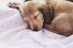 Puppy sleeping on a blanket