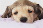 Puppy lying down on a blanket