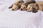 Puppies sleeping on a blanket