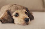 Puppy lying down on the couch