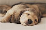 Puppy sleeping on the couch