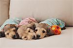 Puppies sleeping with balls
