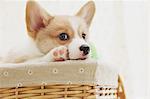 Corgi puppy in a basket