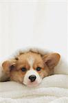 Corgi puppy wrapped in a towel