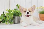 Corgi puppy and plants