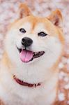 Shiba Inu