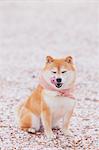 Shiba Inu and cherry blossoms on the ground