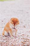 Shiba Inu and cherry blossoms on the ground