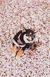 Shiba Inu and cherry blossoms on the ground