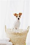 Jack Russell Terrier in a basket