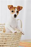 Jack Russell Terrier in a basket