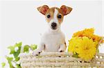 Jack Russell Terrier in a basket