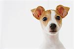 Jack Russell Terrier