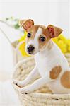 Jack Russell Terrier in a basket