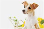 Jack Russell Terrier in a basket