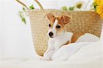 Jack Russell Terrier on a towel