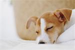 Jack Russell Terrier sleeping on a towel