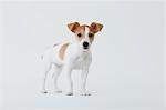 Jack Russell Terrier