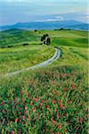 Path passing through green fields treelined with cypress trees and Mount Amiata in background. Pienza, Siena Province, Val d´Orcia, Tuscany, Italy, Mediterranean Area.