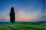 Cypress trees with sunset sky. Val d´Orcia, Pienza, Tuscany, Siena Province, Mediterranean Area, Italy.