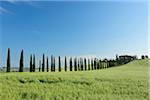 Treelined Path (Cypress Trees) with Farmhouse. Val d´Orcia, Tuscany, Siena Province, Mediterranean Area, Italy.