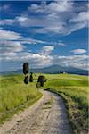 Cypress trees along country road, through green fields. Pienza, Val d´Orcia, Siena Province, Tuscany, Italy.