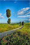 Cypress trees along country road, through green fields. Pienza, Val d´Orcia, Siena Province, Tuscany, Italy.