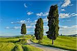 Cypress trees along country road, through green fields. Pienza, Val d´Orcia, Siena Province, Tuscany, Italy.