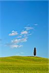 Cypress tree in green field. Pienza, Val d´Orcia, Siena Province, Tuscany, Italy.