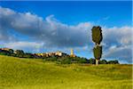 Pienza on hilltop with Cypress Tree and green fields. UNESCO World Heritage Site. Pienza, Val d´Orcia, Siena Province, Tuscany, Italy.