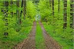 Track through forest in spring with lush green foliage. Bavaria, Germany.