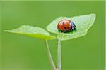 Seven Spot Ladybird (Coccinella septempunctata) on leaf, against green background. Bavaria, Germany.