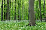 Spring forest with Ramsons (Allium ursinum) lush green foliage. Hainich National Park, Thuringia, Germany.
