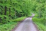 Forest cart road through spring beech forest with lush green foliage. Hainich National Park, Thuringia, Germany.