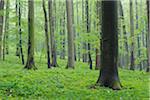 Spring beech forest with lush green foliage. Hainich National Park, Thuringia, Germany.