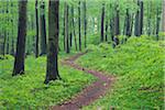 Footpath through spring beech forest with lush green foliage. Hainich National Park, Thuringia, Germany.