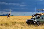 Masai giraffe (Giraffa camelopardalis tippelskirchi) and safari jeep in the Maasai Mara National Reserve, Kenya, Africa.